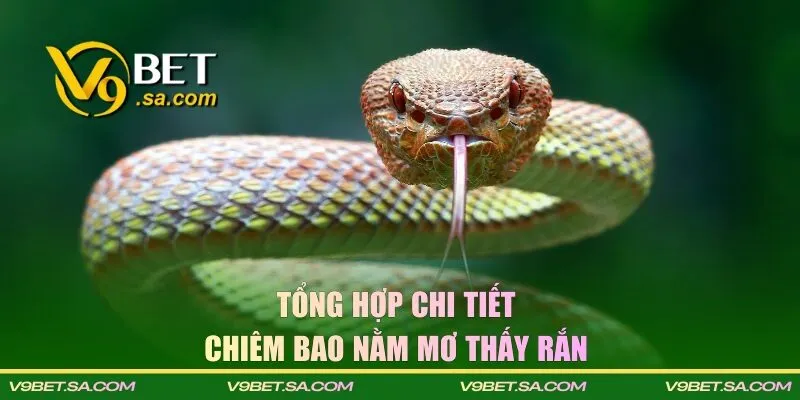Phân tích các giấc mơ mà bạn gặp về rắn